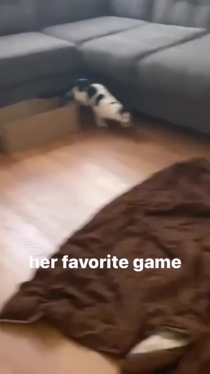 Her Favorite Game Is Cat Chase