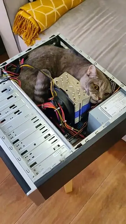 Кот внутри компьютера
