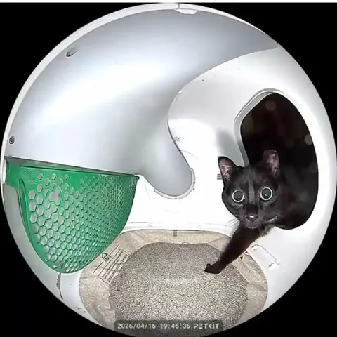 Кот выглядывает из лотка