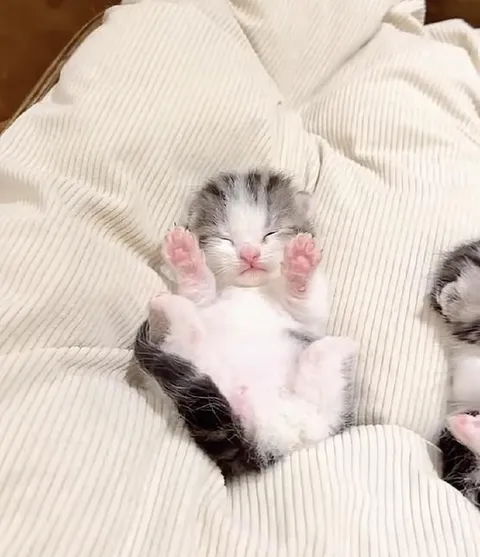 Котёнок лежит на спине