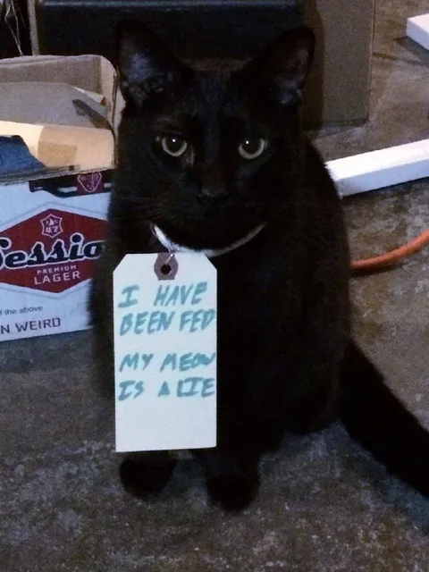 Cat Claims Its Meow Is a Lie