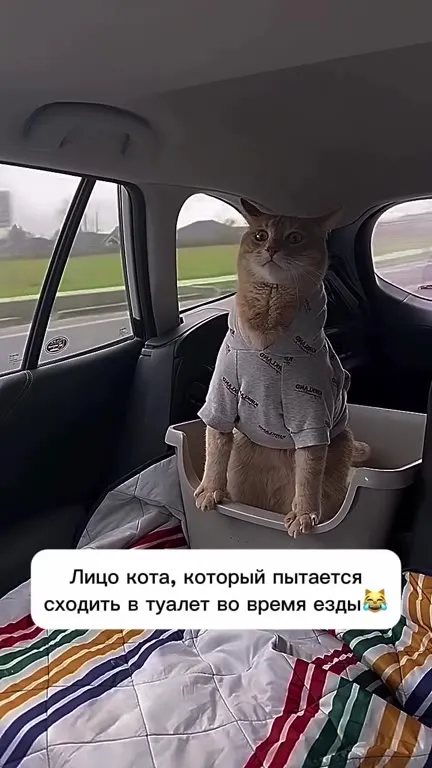 Кот пытается сходить в туалет