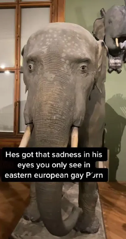 Sad Elephant Eyes