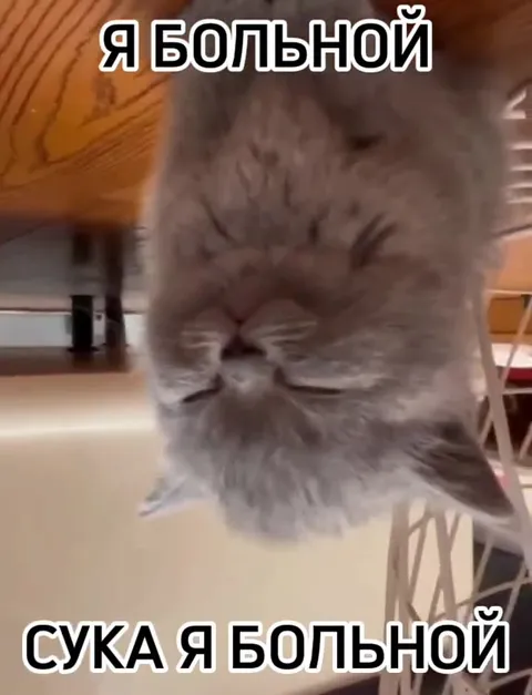 Больной котик слышит голоса