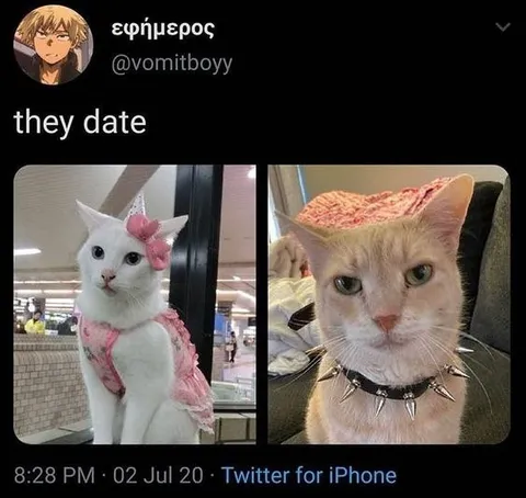 They Date Cat Couple