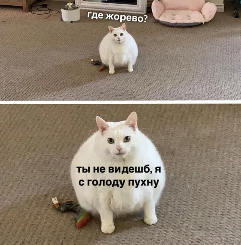 Кот пухнет с голоду