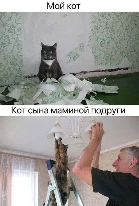 Мой кот и кот сына маминой подруги
