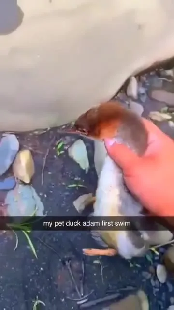 Adam’s First Swim