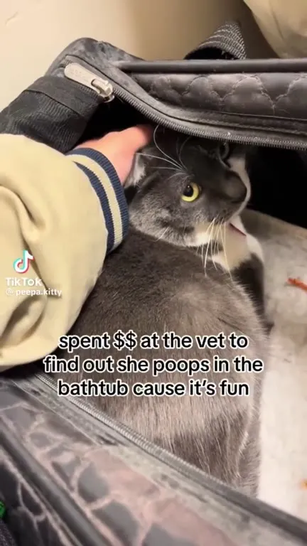 Cat Poops in the Bathtub for Fun