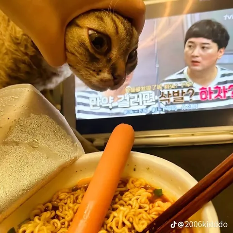 Кот ест лапшу перед телевизором