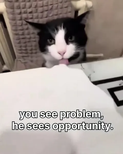 Cat Sees an Opportunity