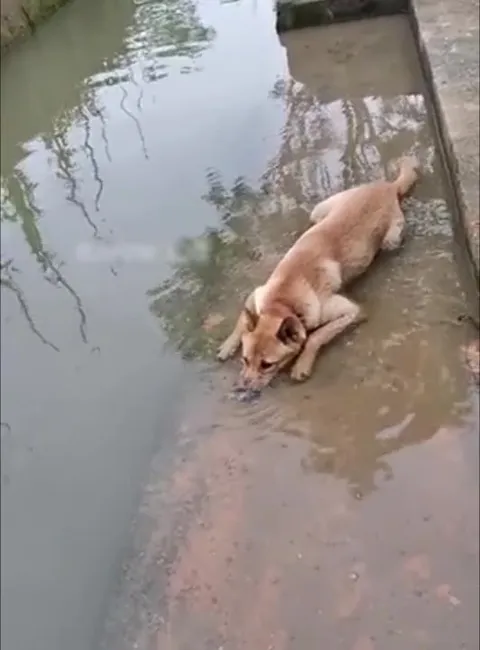 Собака пьёт воду у канала