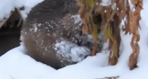 Нутрия вылезает из снега