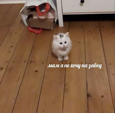 Котёнок не хочет на завод