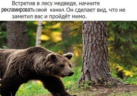 Медведь проходит мимо рекламы