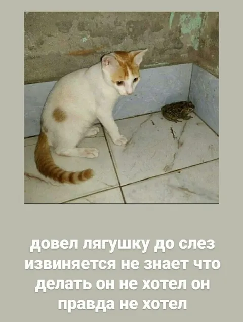 Кот довёл лягушку до слёз