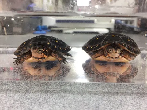 Две черепахи смотрят друг на друга