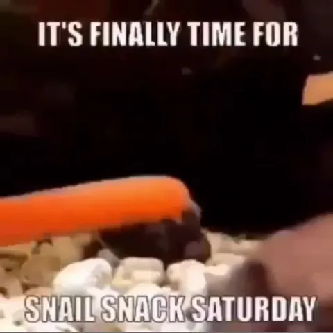 Snail Snack Saturday