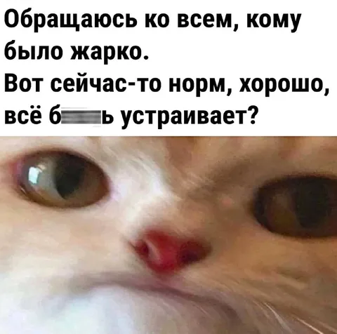 Кот проверяет, всё ли нормально