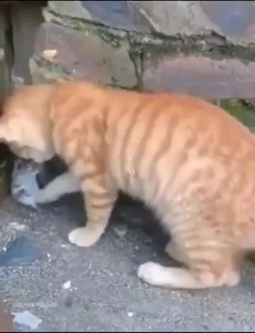Кот из глубокой шахты