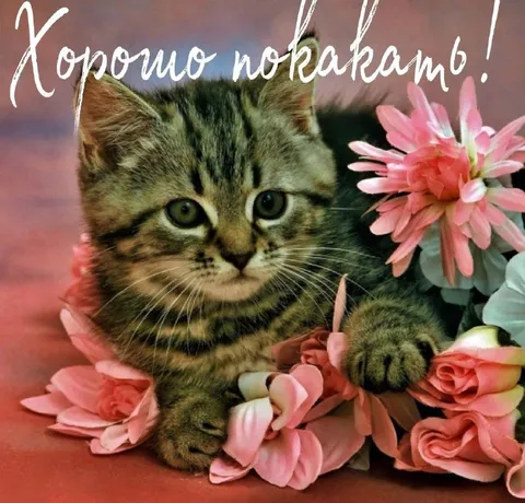 Котёнок желает покакать