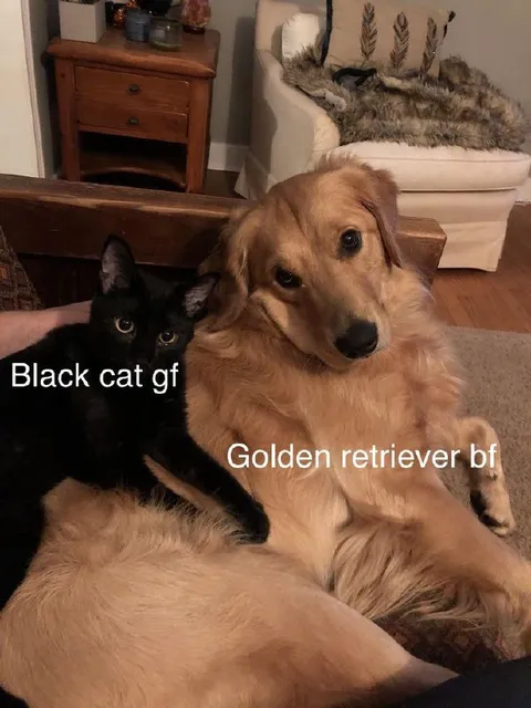 Black Cat Girlfriend Golden Retriever Boyfriend