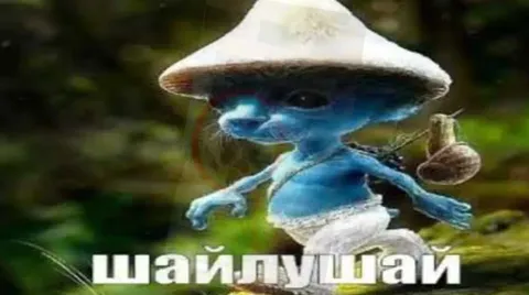 Шайпушай внезапно появляется
