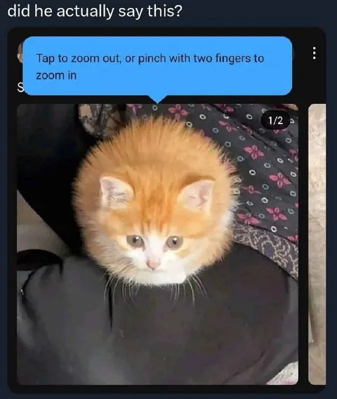 Did He Actually Say This Cat