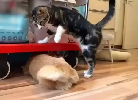 Коты против детских ворот