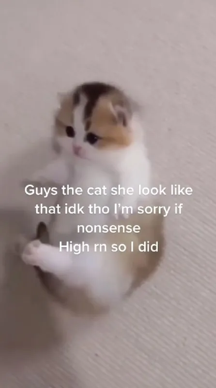 High Cat Nonsense
