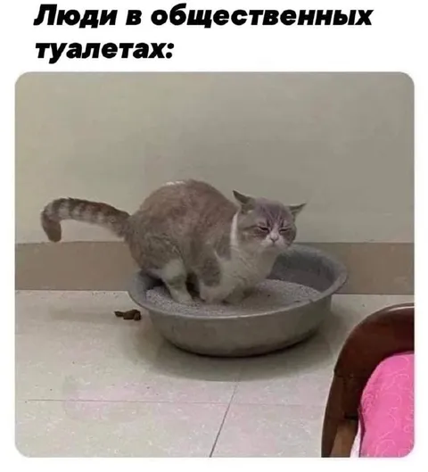 Кот в общественном туалете