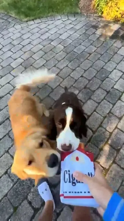 Dogs Fight Over a Cigarette