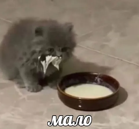 Котёнок просит добавки