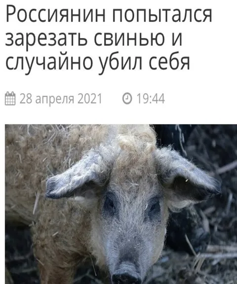 Росиянин и свинья