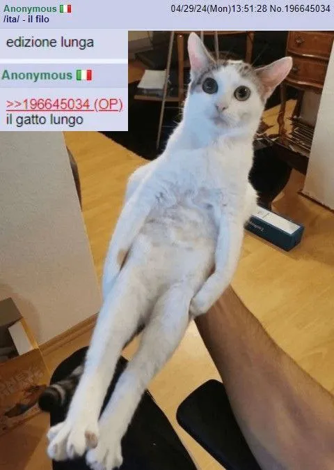 Il gatto lungo