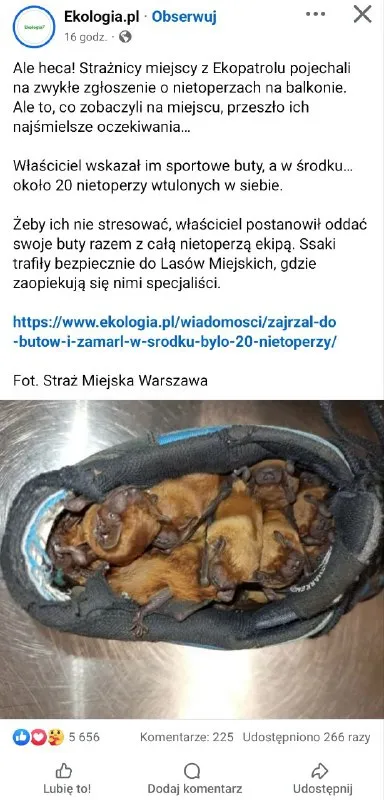 Nietoperze w bucie na balkonie