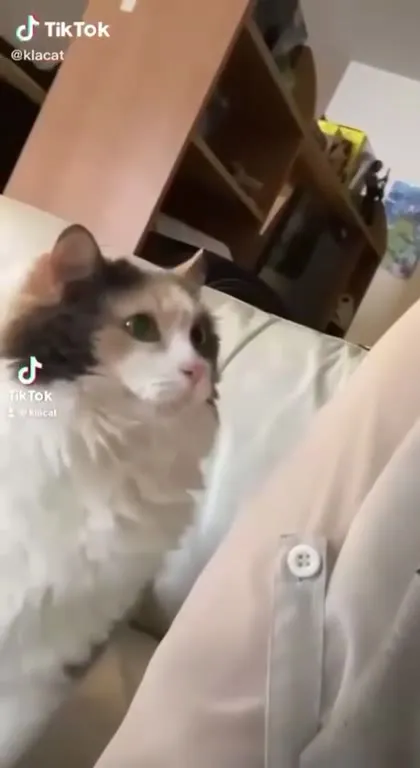 Кот нежно обнимает хозяина