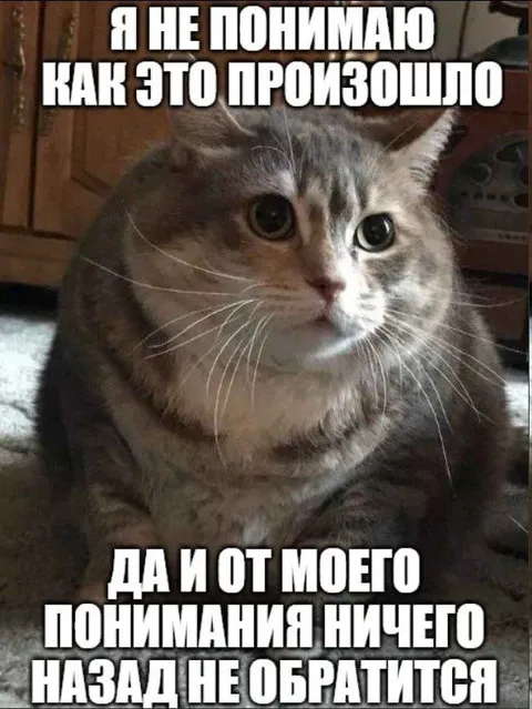 Кот ничего не понимает