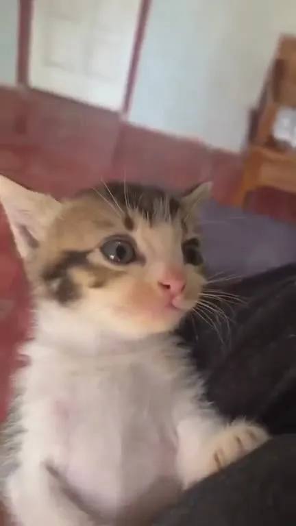 Котёнок внезапно смеётся