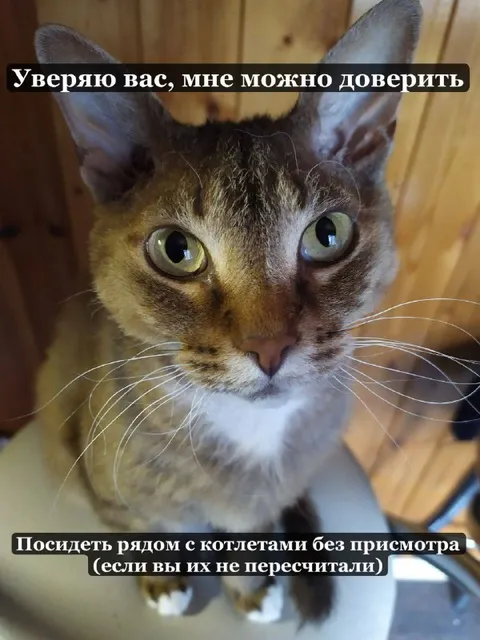 Котлеты без присмотра