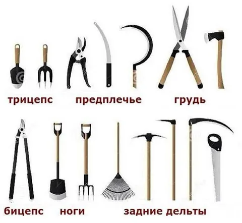 Мышцы из садового инвентаря