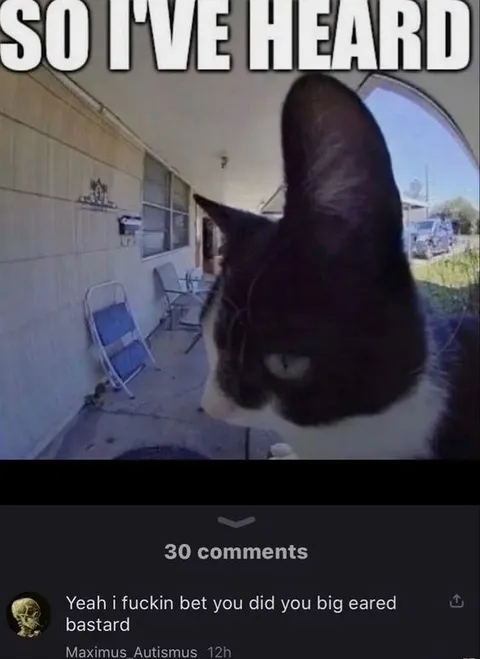 Big-Eared Cat Reply