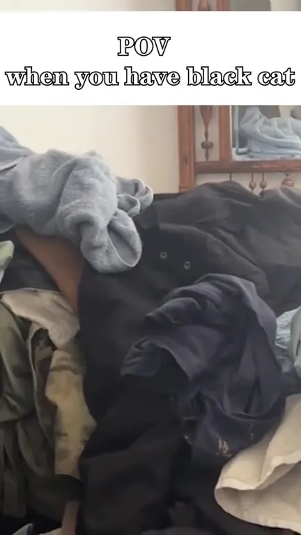 Black Cat Camouflage Problem