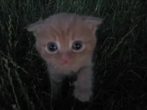 Котёнок выходит из травы