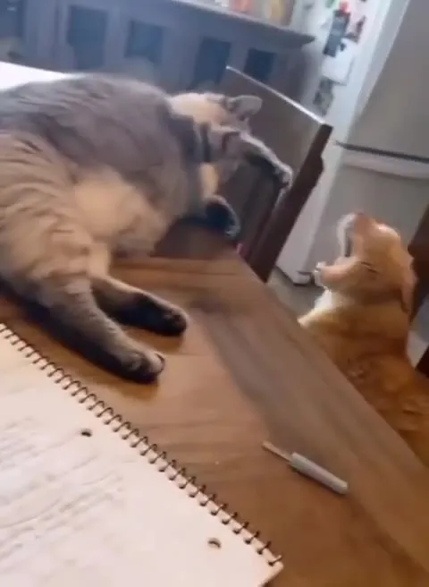 Два кота выясняют отношения