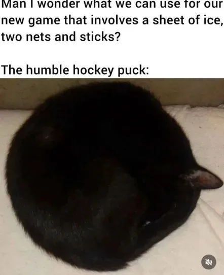 Hockey Puck Cat