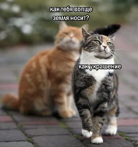 Как тебя носит земля