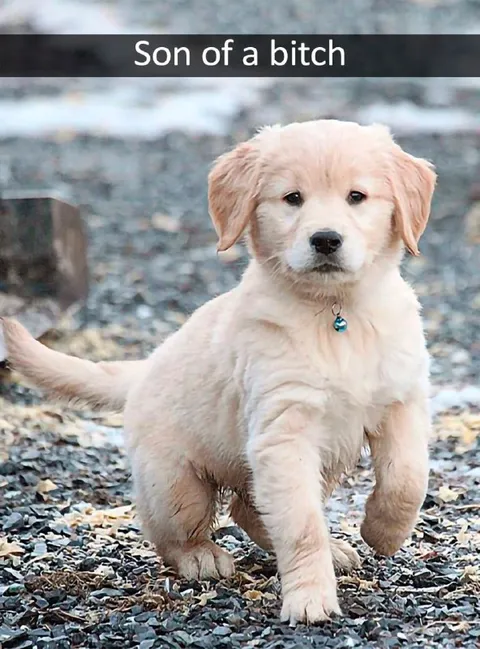 Son of a Bitch Puppy