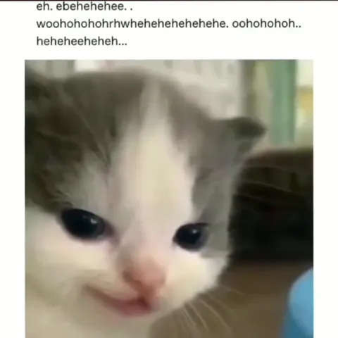 Crying Kitten Laughing