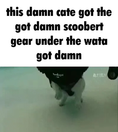 Cat With Scuba Gear
